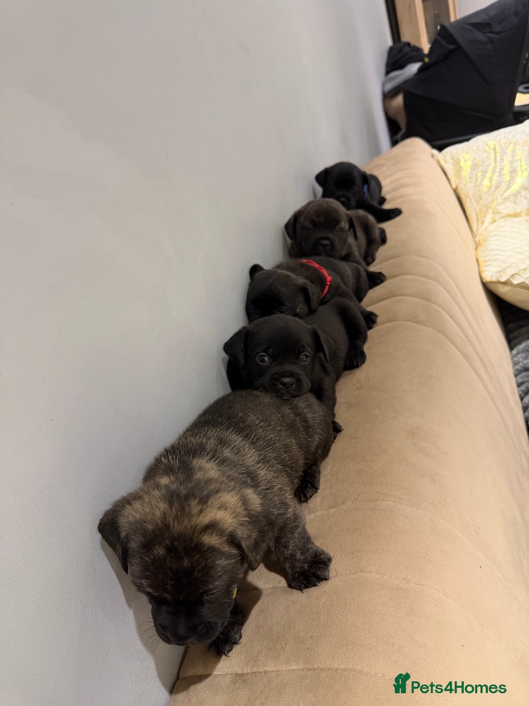 Mixed Breed dogs for sale: Mixed puppies - Advert 6