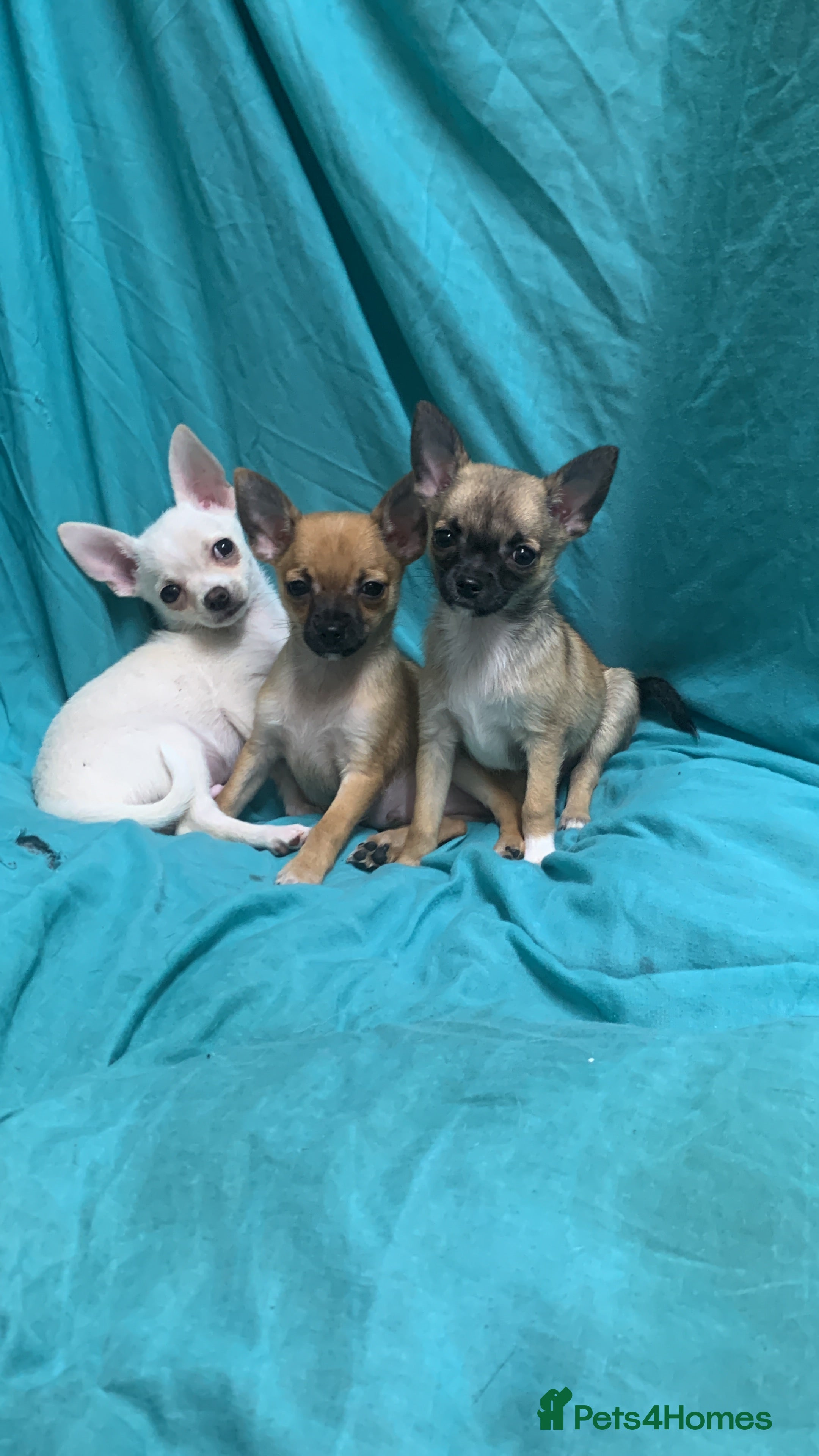 Pomchi dogs 🐾MALE POMCHI PUPPIES🐾 - Advert 3