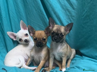 Pomchi dogs 🐾MALE POMCHI PUPPIES🐾 - Advert 3