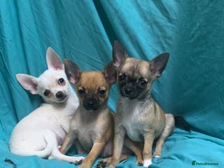 Pomchi dogs 🐾MALE POMCHI PUPPIES🐾 - Advert 12