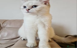 British Shorthair cats for sale: Beautiful BSH Girl  - Image 1