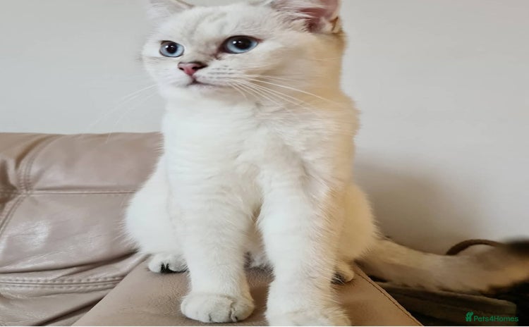 British Shorthair cats - Advert 6