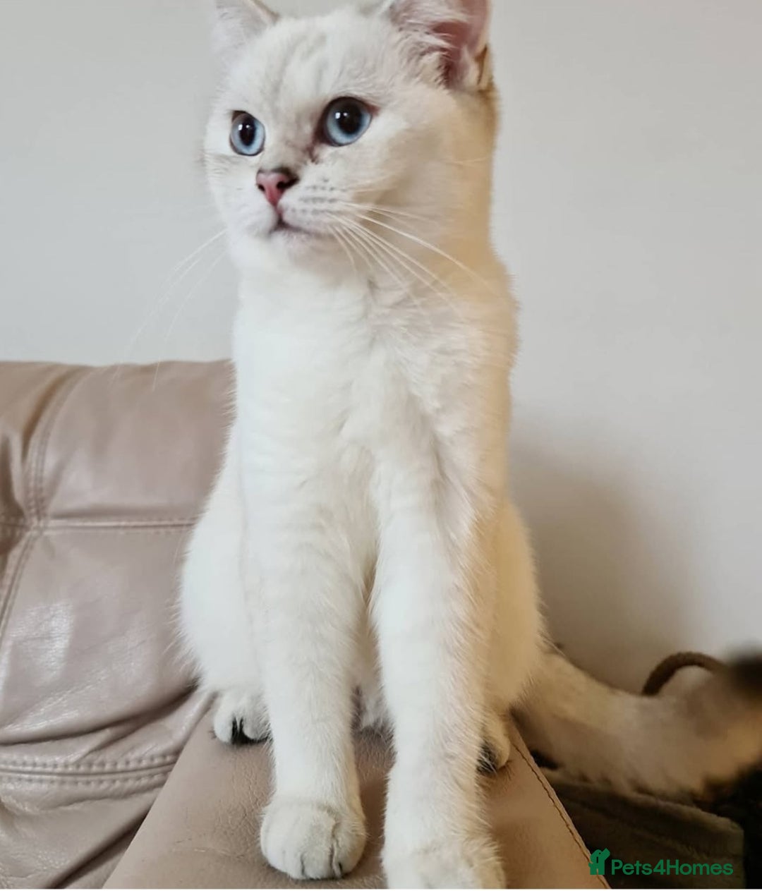 British Shorthair cats for sale: Beautiful BSH Girl  - Image 1