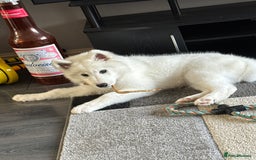 Samoyed dogs for sale: Female KC Registered Samoyed puppy  - Image 6