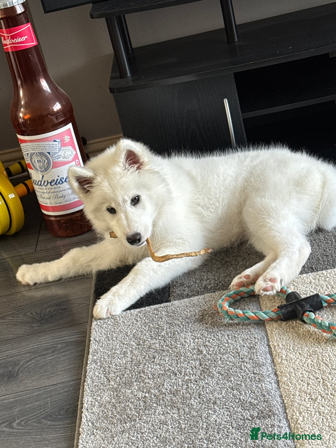 Samoyed dogs for sale: Female KC Registered Samoyed puppy  - Image 6