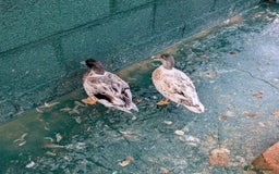 Ducks poultry for sale: Call duck drakes  - Image 2