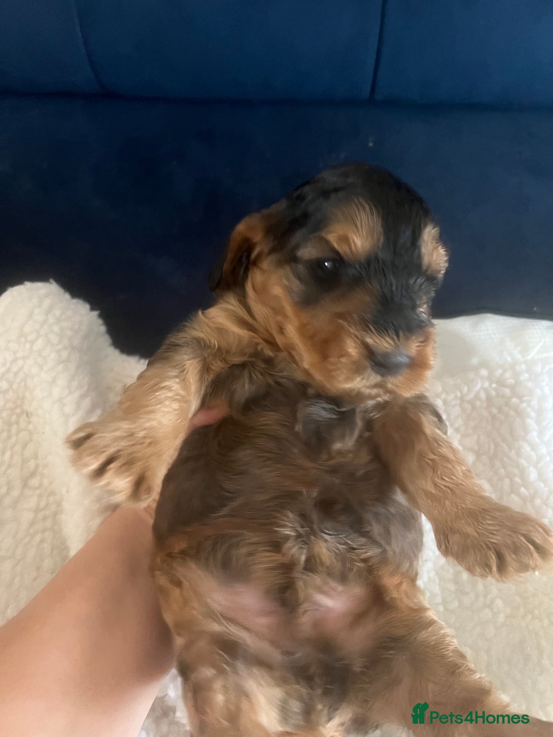 Cockapoo dogs for sale: Cockerpoo Male  - Image 2
