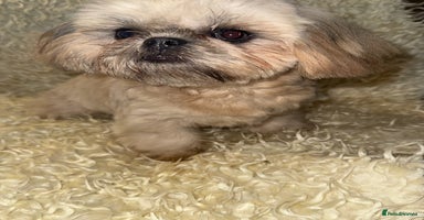 Shih Tzu dogs - Advert 2