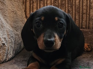 Dachshund dogs - Advert 1