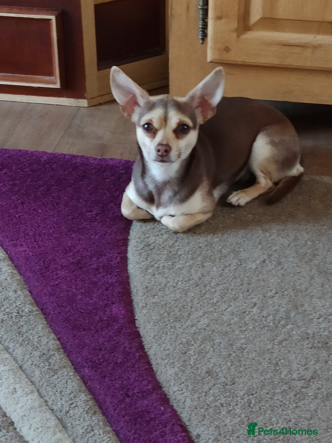 Chihuahua dogs for sale: Toto and Oz - Advert 14