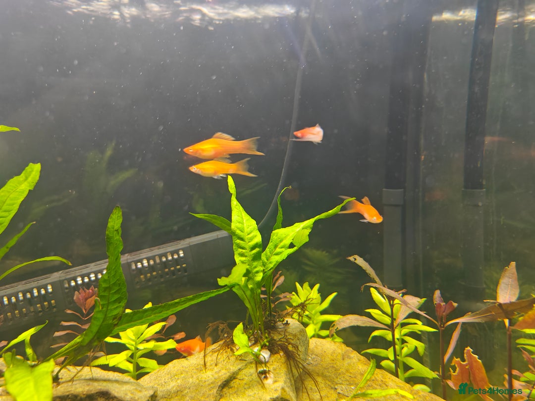 Swordtails fish for sale: Swordtails orange lyretail,kohak,tri colour  - Image 2