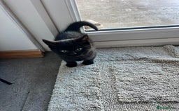 Mixed Breed cats for sale: Kittens for sale  - Advert 15