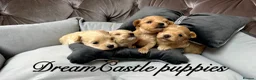 Maltipoo dogs for sale: Tiny maltipoo puppies Asian poodle dad  - Advert 19