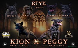 Belgian Shepherd Dog dogs for sale: Belgian Malinois Male  - Advert 4