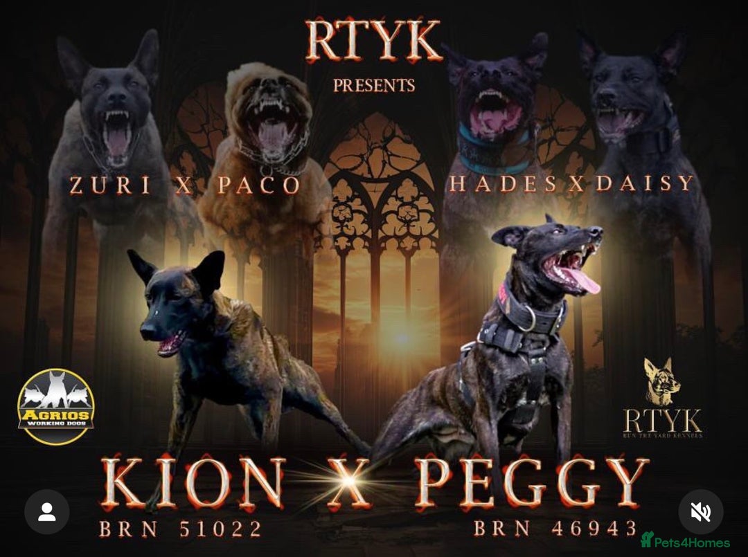 Belgian Shepherd Dog dogs for sale: Belgian Malinois Male  - Advert 4