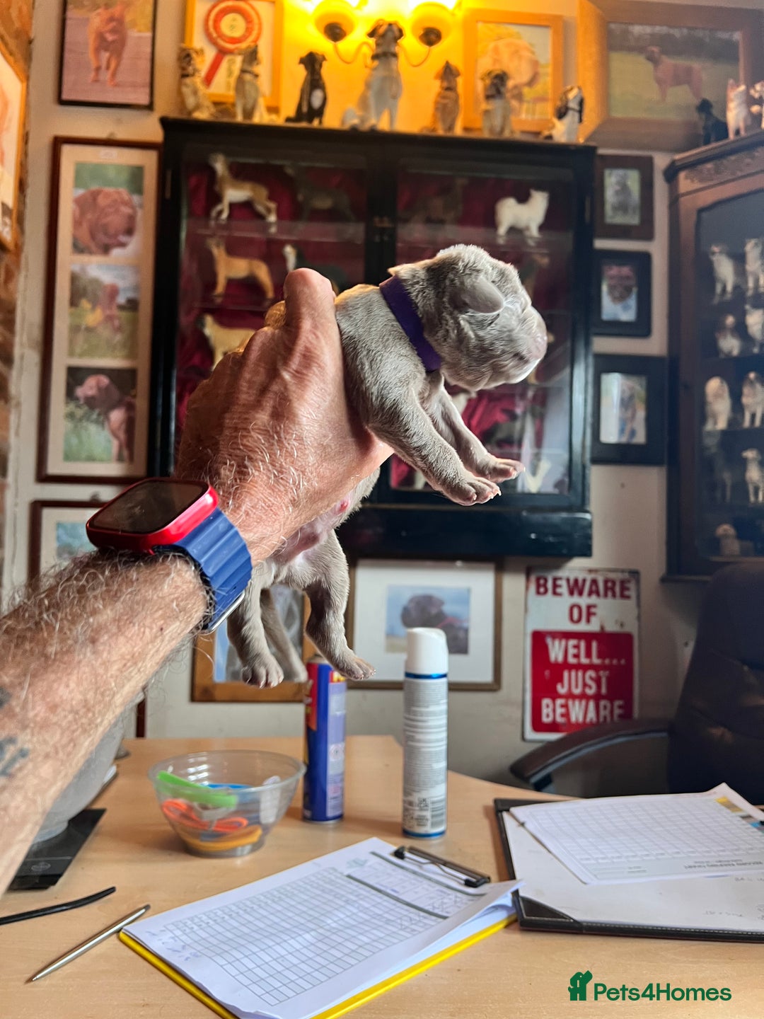 Cane Corso dogs for sale: Exceptional litter, Italian Cane Corsos, ICCF Peds - Image 4