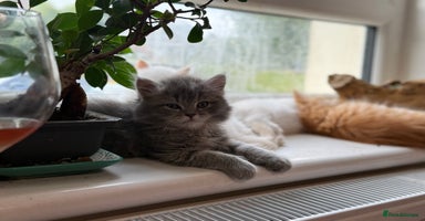 Persian cats - Advert 2