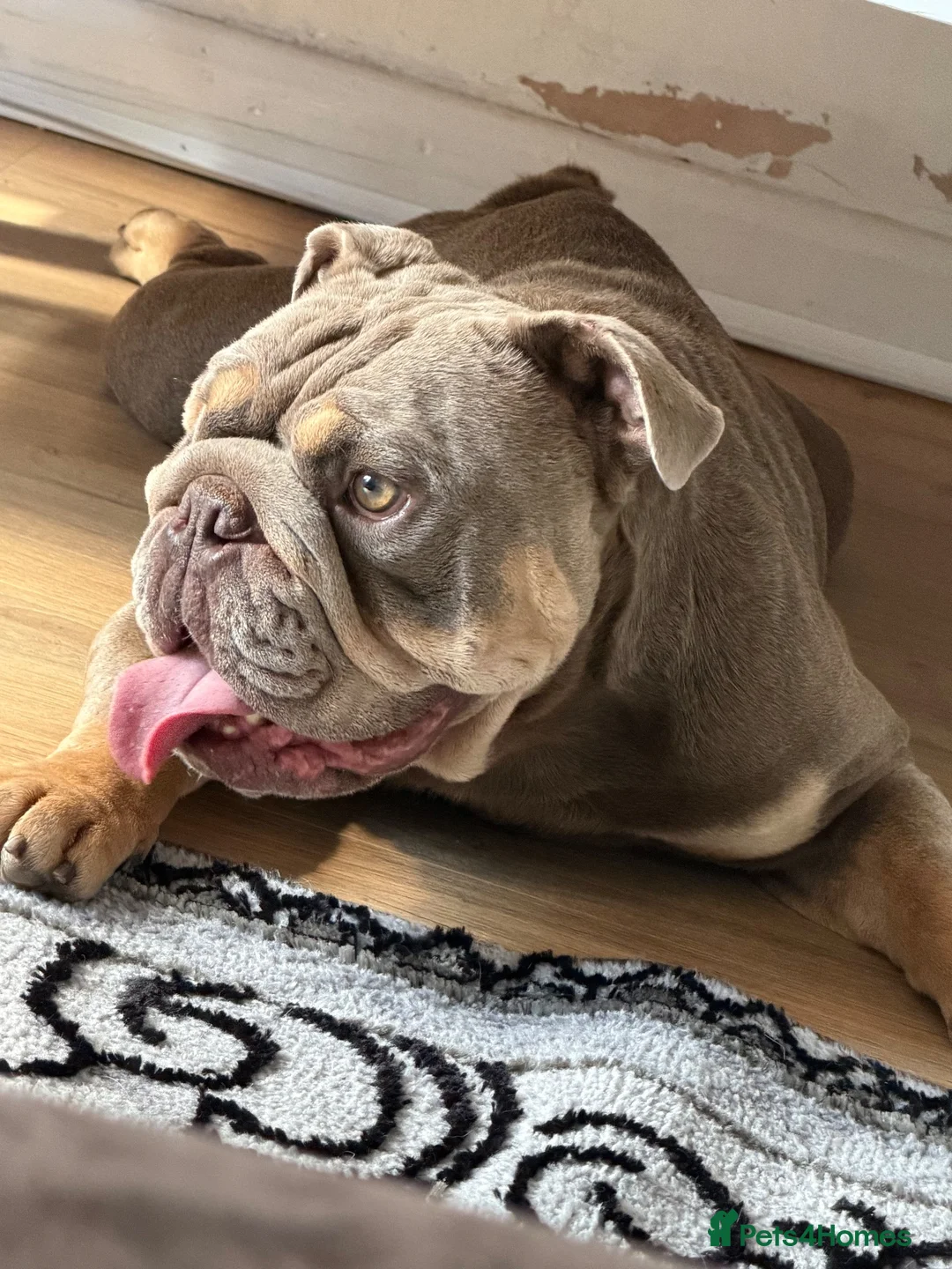 English Bulldog dogs for sale: Roco needs new forever home  - Advert 2