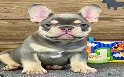 French Bulldog dogs for sale: Lilac and tan French bulldog  - Image 1