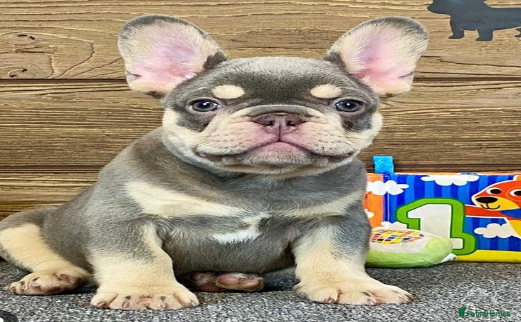 French Bulldog dogs - Advert 1