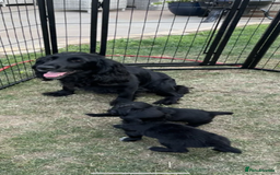 Cocker Spaniel dogs for sale: Black working cocker puppies - Image 10