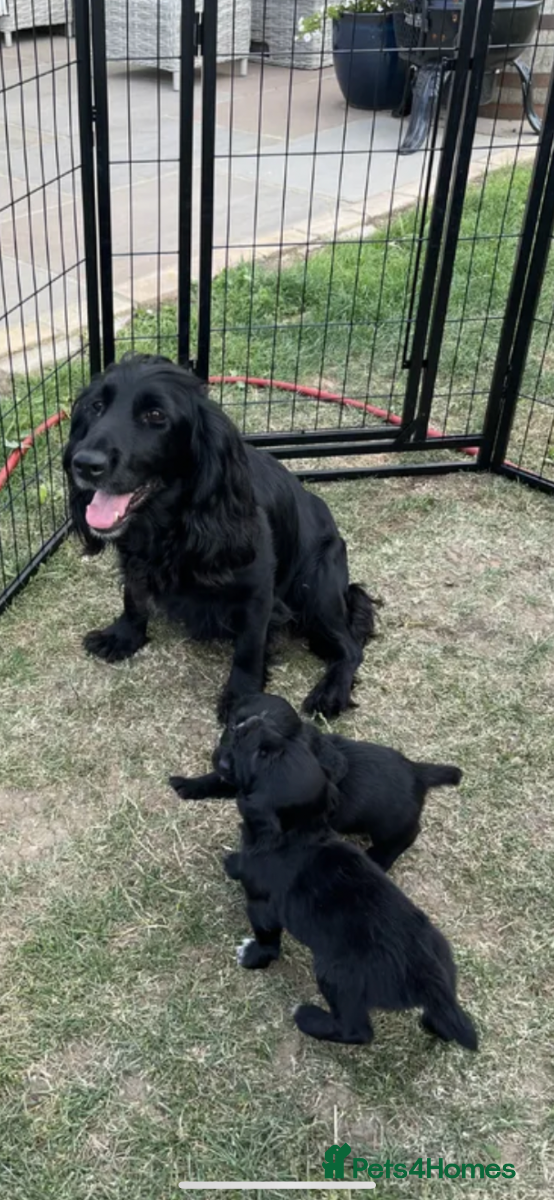 Cocker Spaniel dogs for sale: Black working cocker puppies - Image 10