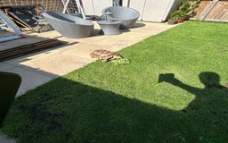 Tortoise reptiles for sale: 2 x Sulcata Tortoise - Image 8