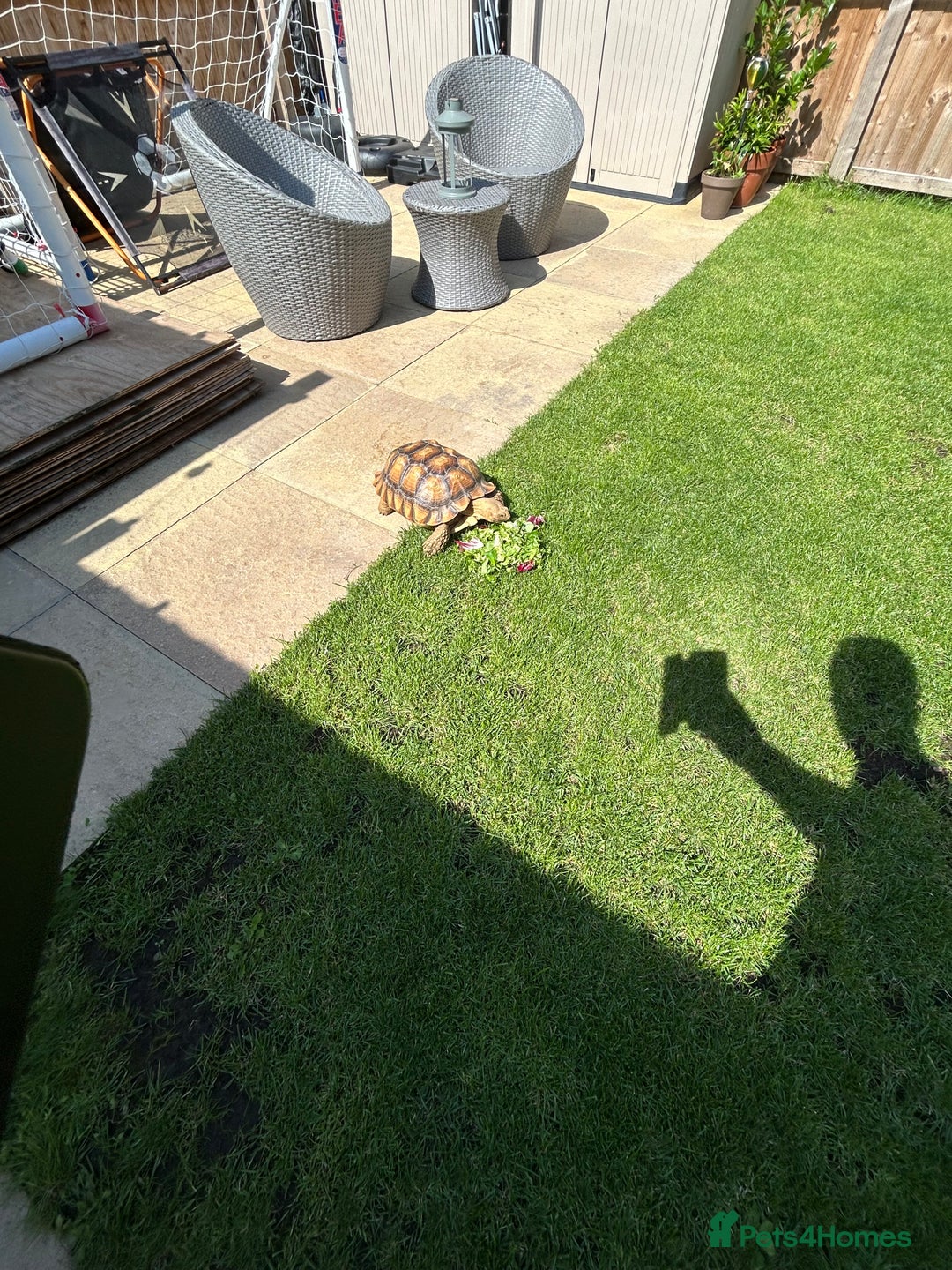 Tortoise reptiles for sale: 2 x Sulcata Tortoise - Image 8