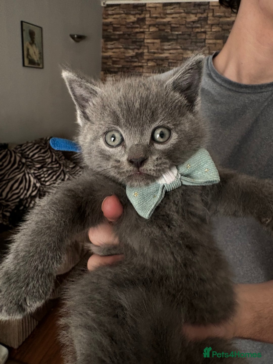 British Shorthair cats for sale: British Shorthair kittens  - Advert 6