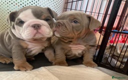 English Bulldog dogs for stud: Beautiful lilac and tan british bulldog for stud  in Norwich - Image 13