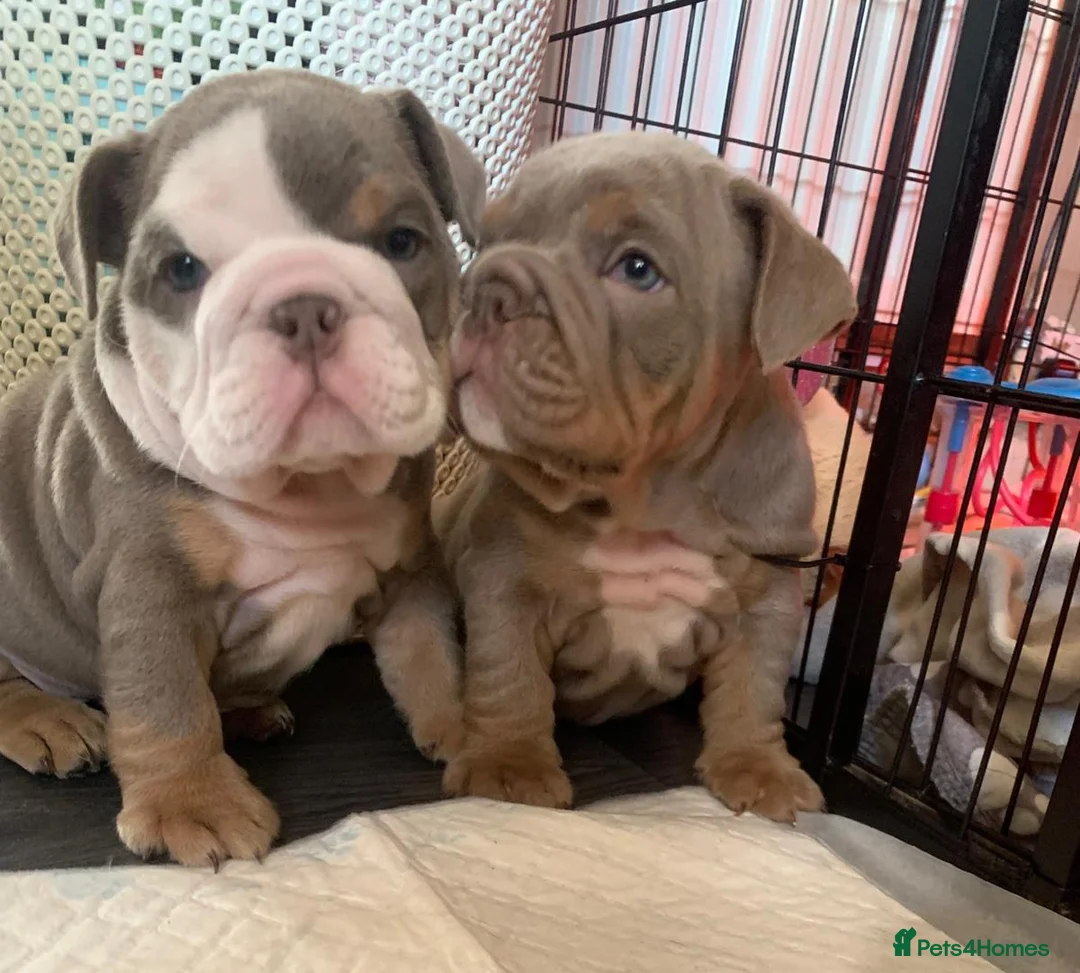 English Bulldog dogs for stud: Beautiful lilac and tan british bulldog for stud  in Norwich - Advert 14