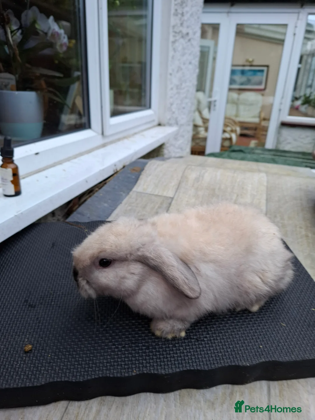 Mini Lop rabbits for sale: Mini Lops and Mini Lion Lops - Advert 2