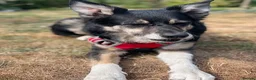 Australian Kelpie dogs for adoption: Rosie - Advert 1