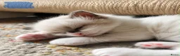 Ragdoll cats for sale: Ragdoll Kitten, Avalable Now - Male - Advert 4