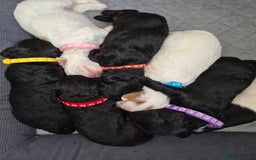 Mixed Breed dogs for sale: Gorgeous pup's for sale - Advert 7