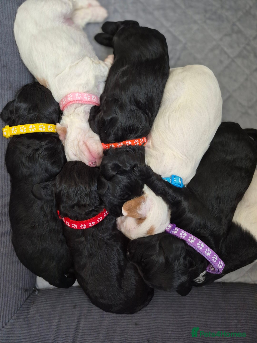 Mixed Breed dogs for sale: Gorgeous pup's for sale - Advert 7