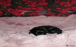 Cavapoo dogs for sale: Exceptional Cavapoo babies  - Image 13