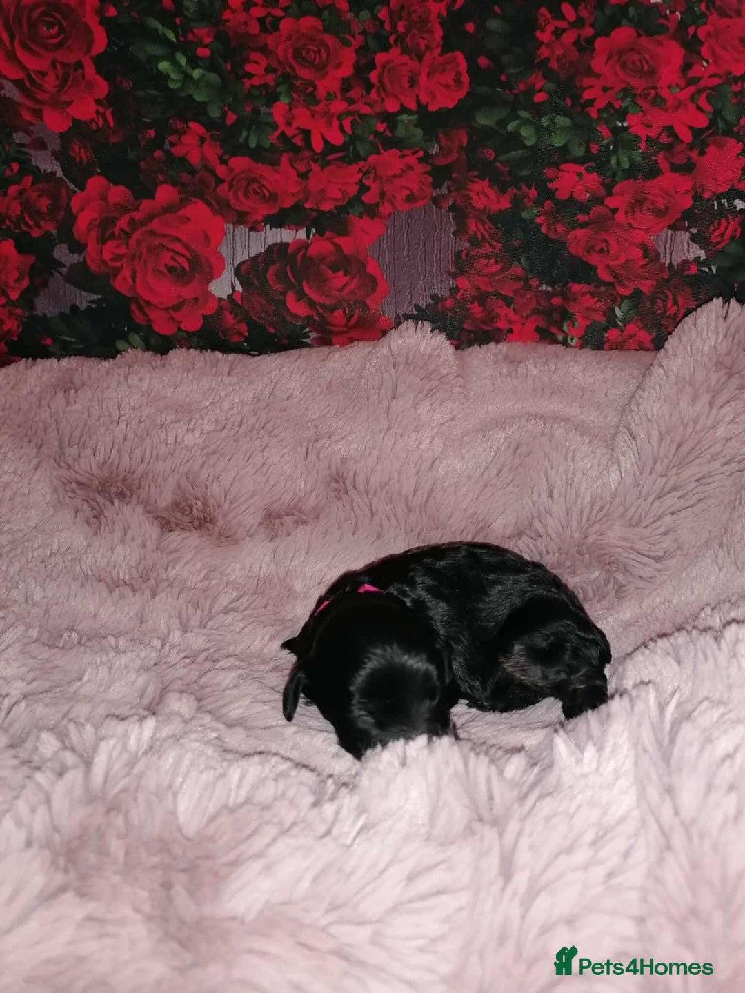 Cavapoo dogs for sale: Exceptional Cavapoo babies  - Image 13