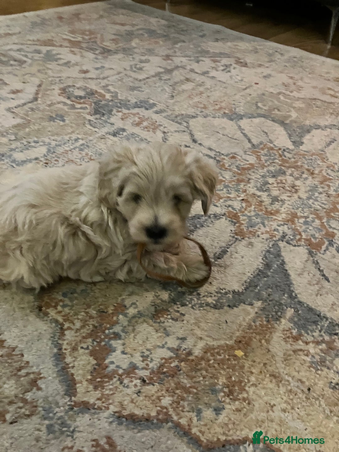 Schnoodle dogs for sale: Schnoodle puppies 3 available from a litter of 5 - Advert 10