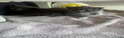 British Shorthair cats for sale: One male kitten - Advert 3