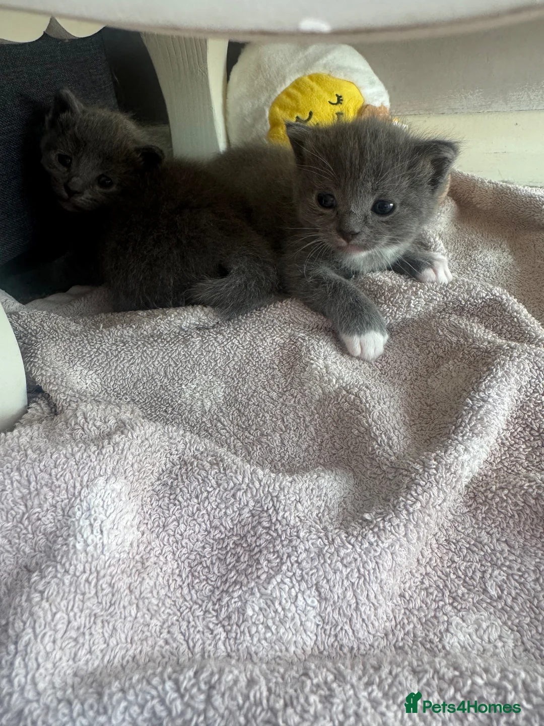 British Shorthair cats for sale: One male kitten - Advert 3
