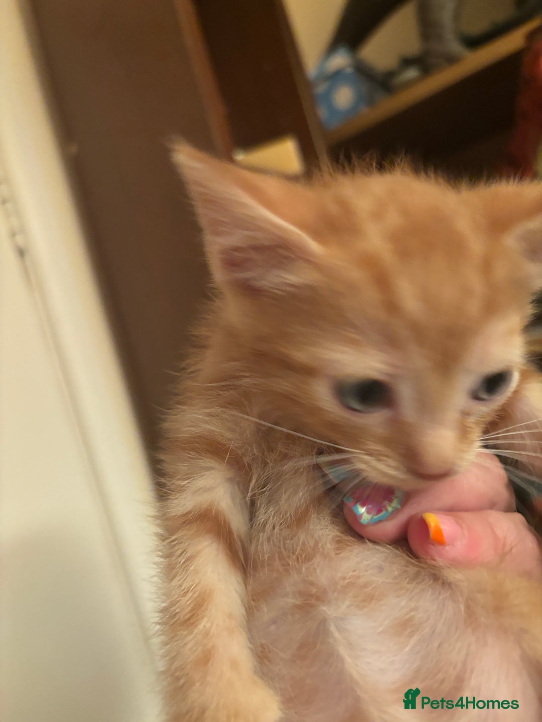 Bengal cats for sale: Bengal x english blue  - Image 4