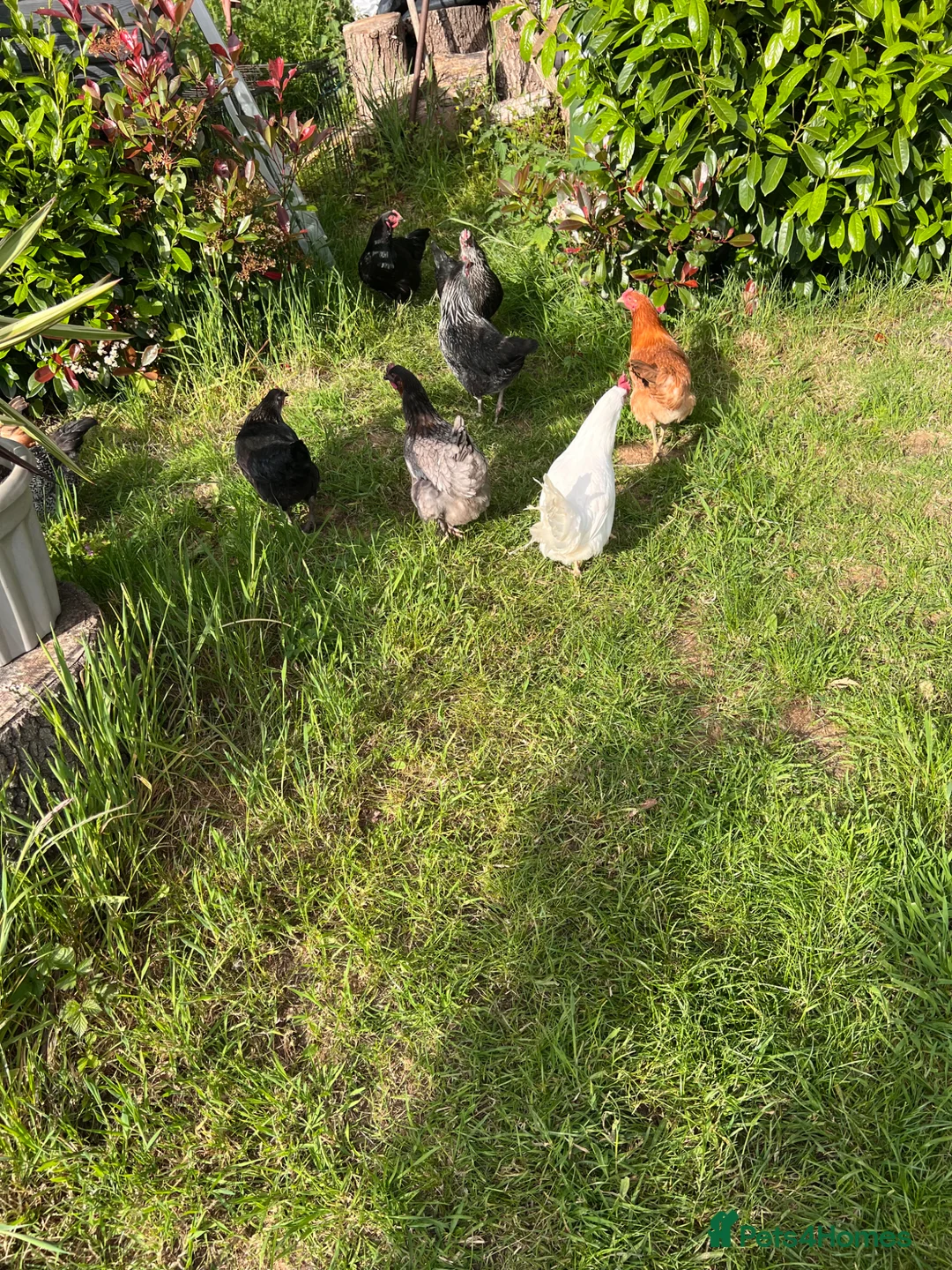 Hens poultry for sale: Young Hens  for sale  in Bushey - Advert 7