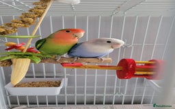 Lovebirds birds for sale: Lovebirds - Image 1