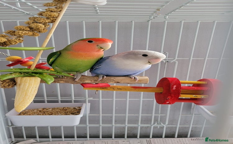 Lovebirds birds - Advert 1