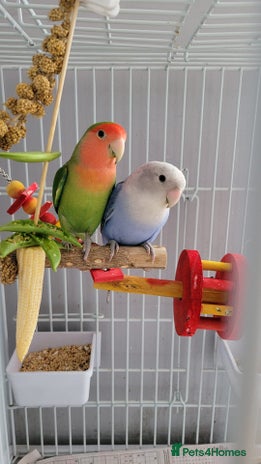 Lovebirds birds - Advert 5