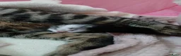 Bengal cats for sale: Beautiful Bengal Kittens  in Littlehampton - Advert 9