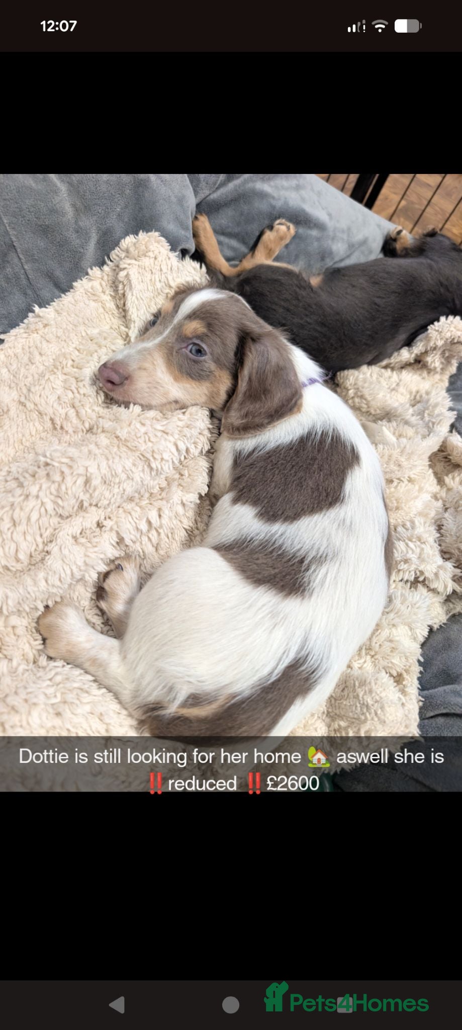 Miniature Dachshund dogs Kc registered Longhaired miniature dachshunds  - Advert 2