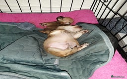 Mixed Breed dogs for sale: Male Chihuahua puppies for sale - Advert 13