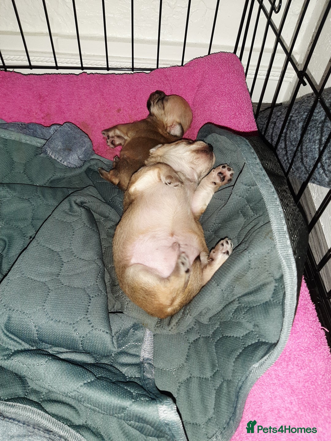 Mixed Breed dogs for sale: Male Chihuahua puppies for sale - Advert 13